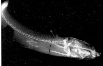 Media type: image;   Ichthyology 54388 Aspect: caudal,description